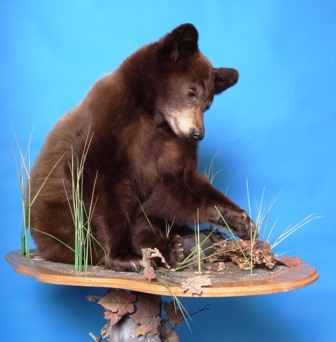 Wildlife Creations