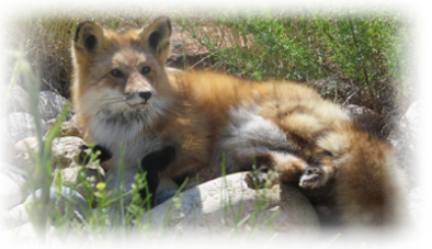 Wildlife Creations